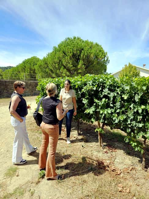 From Porto: Premium Douro Valley 4 Vineyards Tour with Lunch - Key tour takeaways at a glance