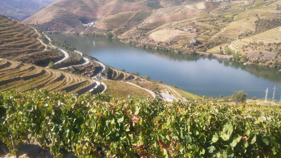 From Porto: Private Douro Valley Tour with Cruise and Wine - Price and value: why $294 can make sense