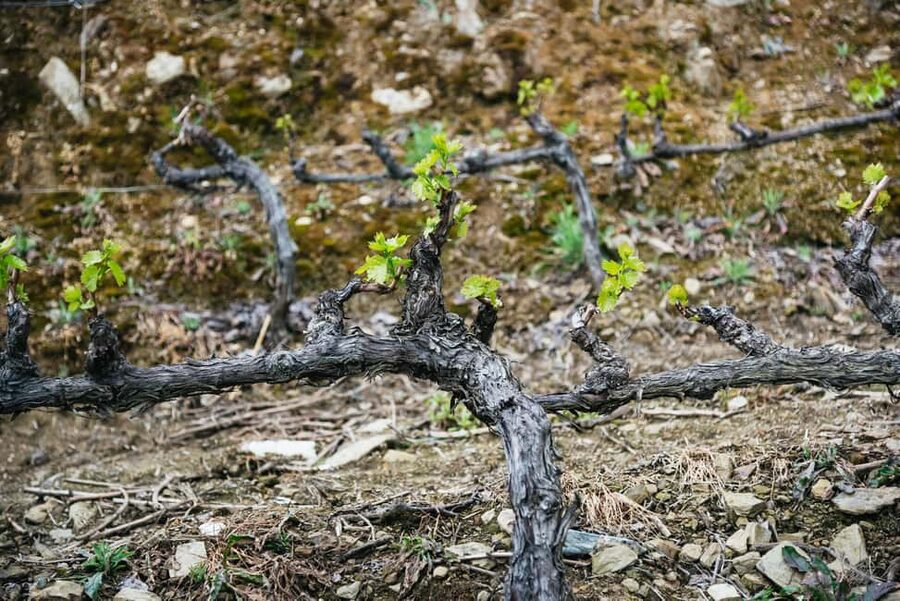 From Porto: Small Group Douro Valley Tour with Wine & Cruise - Second Winery Tasting and Why It Works After Lunch