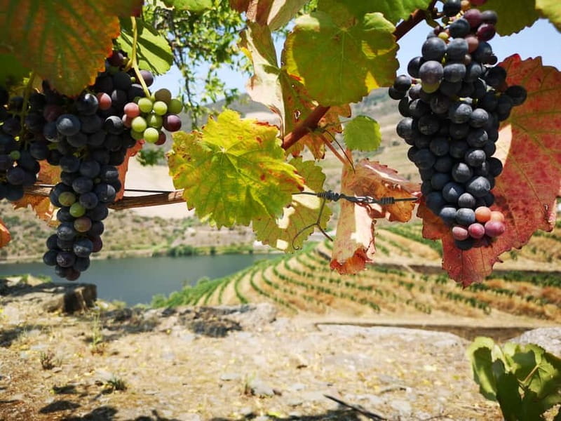From Porto: Tastings at 2 Wineries, Chef's Lunch & Boat Tour - How long it takes and how to plan your day around it