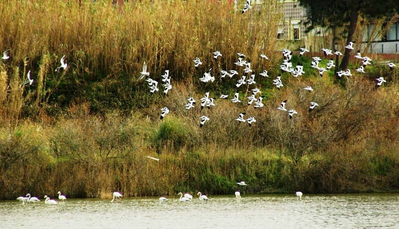 From Porto to Aveiro: Cruise, Aves, Salinas, Costa Nova, and Vista Alegre - Aveiro Lagoon and salt pans: bird watching with real purpose
