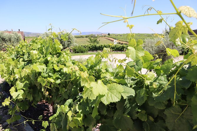 Genuine Douro Valley Tour: Visit 2 Wineries, Lunch & River Cruise - Lunch in Pinhão: traditional Portuguese food, and real dietary help