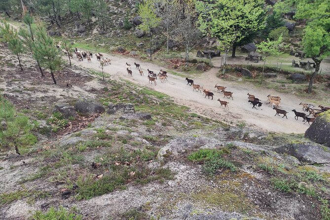 Gerês National Park with activities - Private half day/from Porto - What’s included, and what you should plan for