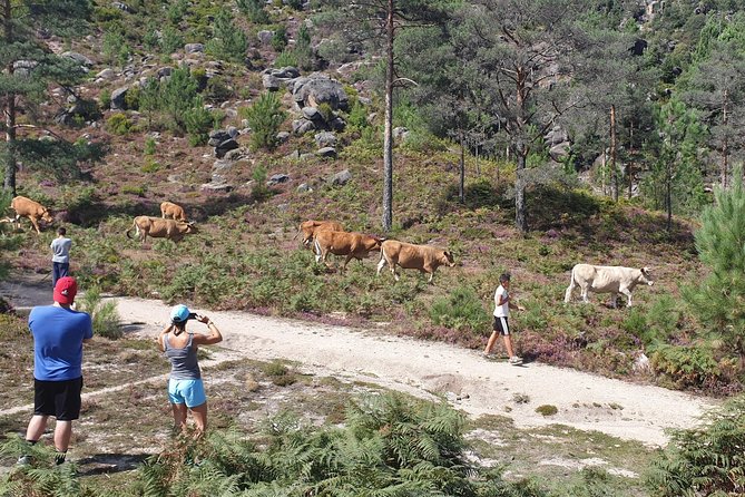 Gerês Nature,Waterfalls,Tasty Lunch!Small Group,Offer Wine bottle - Lunch with organic ingredients, plus Vinho Verde tasting