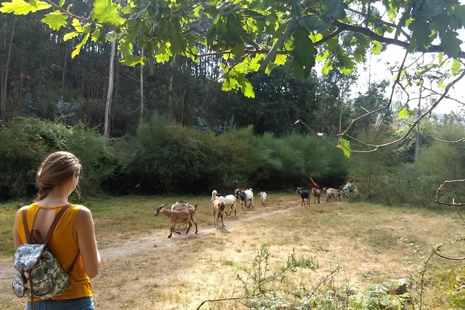 Half-day Hike & Picnic with Dog Love in Porto's Mountains - Who this half-day hike is perfect for