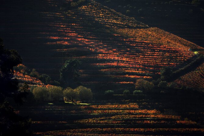 Lunch and Wine Tasting in the Douro Valley Region - Key highlights I’d circle before you book