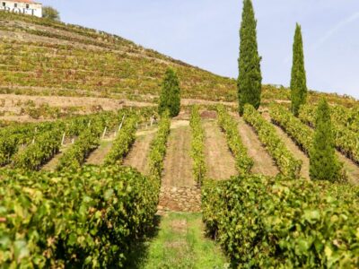 3 Wine Regions & Farm Lunch with Views Small-Group