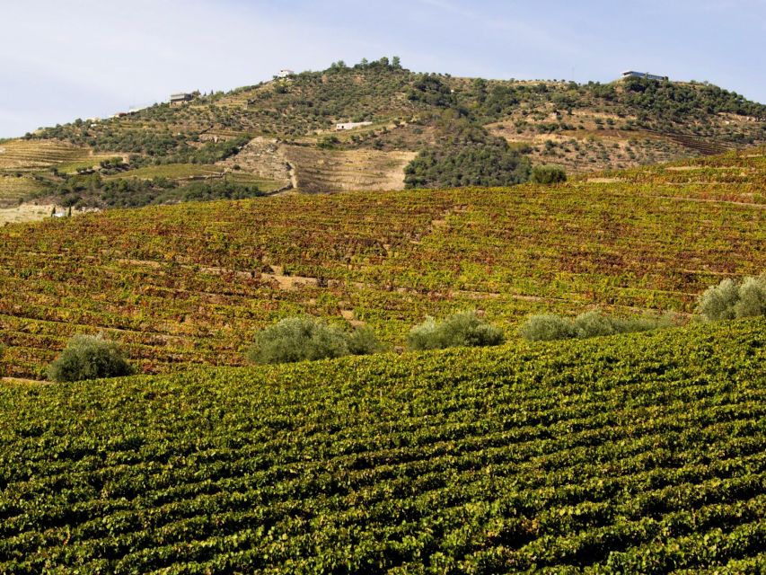 Porto: 3 Wine Regions & Farm Lunch with Views Small-Group - Value at around $118: what you are paying for