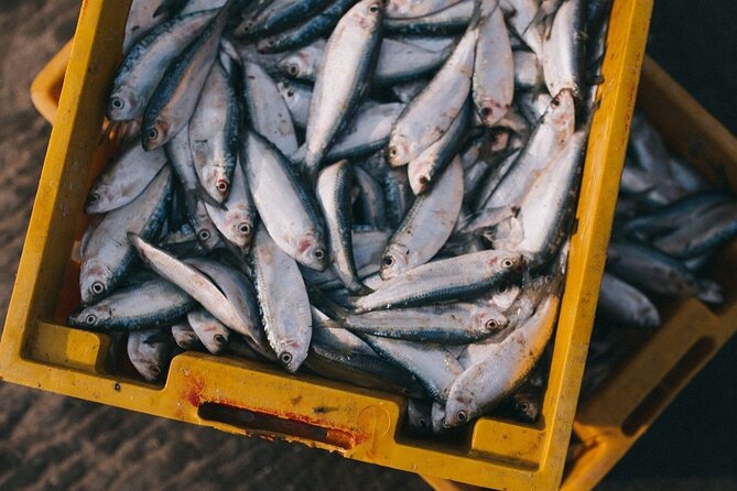 Porto and Matosinhos: Sardine Production - Small Group Tour - Lunch that tastes local, not generic