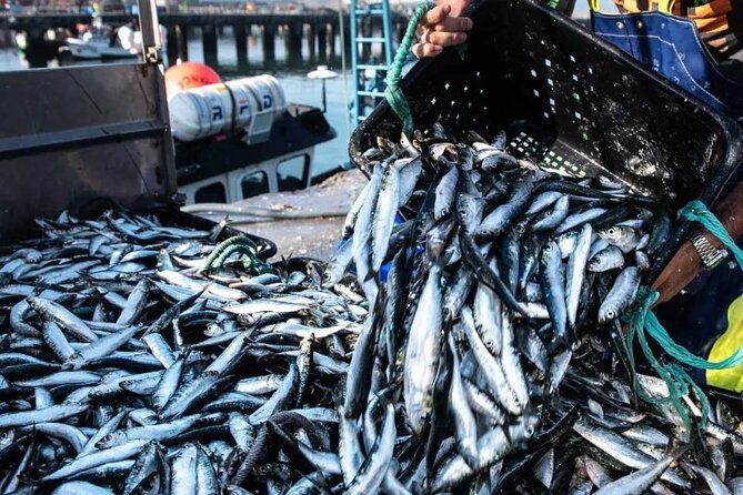 Porto and Matosinhos: Sardine Production - Small Group Tour - Porto on foot: Cathedral, São Bento, and Clerigos Tower