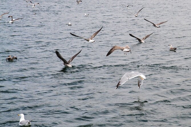 Porto Douro Nature Boat Tour - English guide, small group, and what that means for your comfort