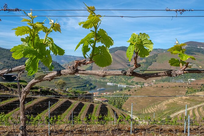 Porto: Douro Valley, 2 Wine Regions, Sommelier, Boat Trip & Lunch - Pinhão lunch: DOC pairings, and choices that keep your day comfortable