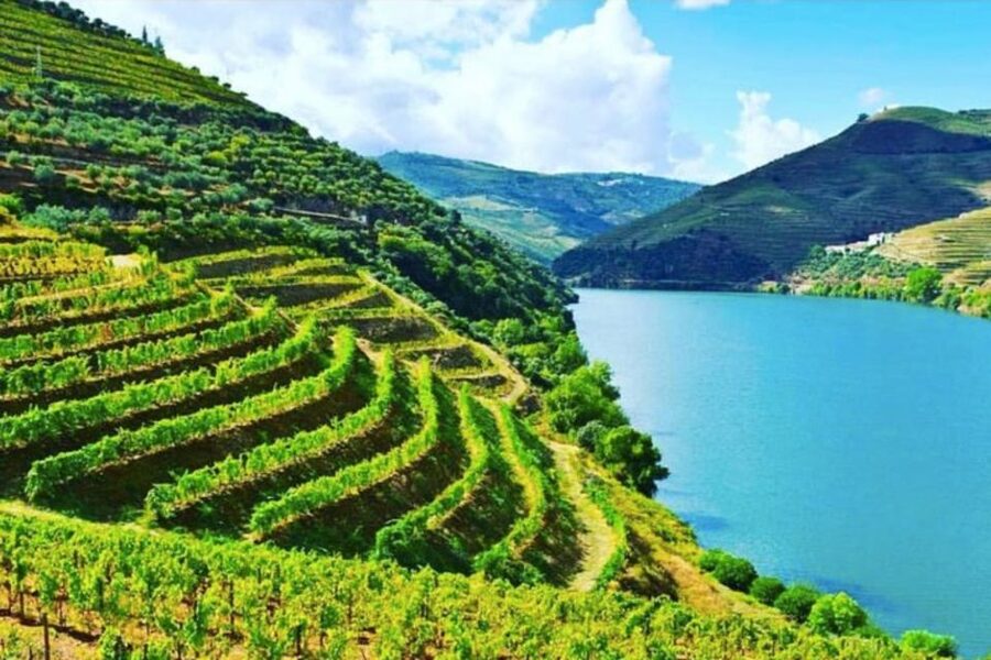 Porto: Douro Valley Tour w/ 3 Tastings, Lunch, & Opt. Cruise - Olive Oil Museum Tasting: The Douro’s Flavor Side Quest