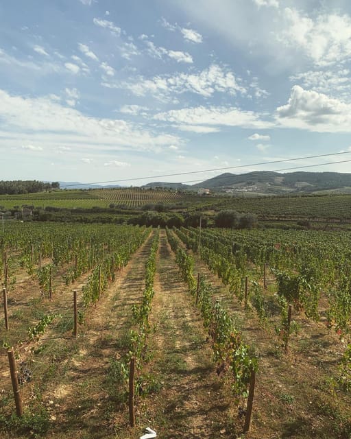 Porto: Douro Valley Tour w/ 3 Tastings, Lunch, & Opt. Cruise - Tawny Port Tastings With Age: 10, 20, and 30-Year Differences