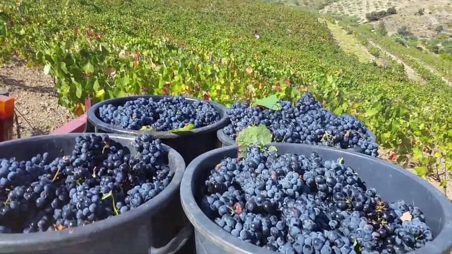 Porto: Douro Valley Tour with 2 Wineries, Lunch and Cruise - Douro Valley breaks and the breakfast moment