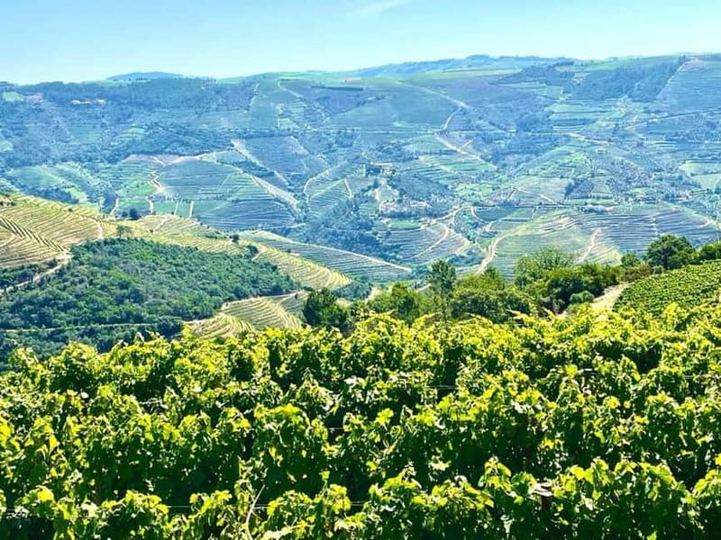 Porto: Douro Valley Tour with 3 Wineries and Lunch - Port Wine Focus: how they stage the tastings