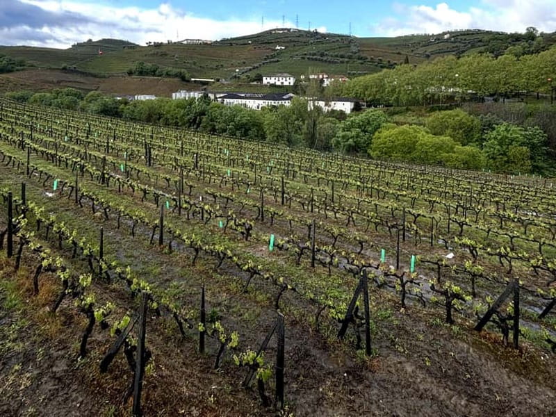 Porto: Douro Valley Tour with 3 Wineries and Lunch - Small Group Comfort and Multilingual Guides
