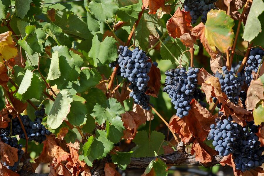 Porto: Douro Valley Wine Tour - What you actually learn, not just what you taste