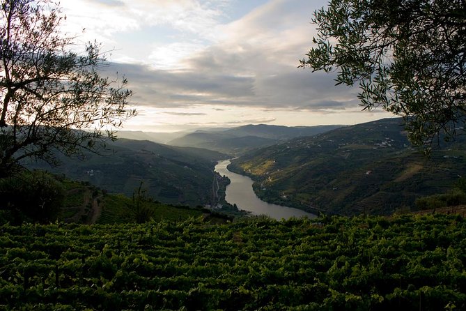 Porto: Douro Valley Wine Tour Including Lunch - Second winery in Folgosa: comparing terroir and Port styles