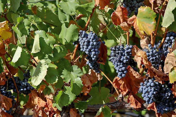 Porto: Douro Valley Wine Tour Including Lunch - How to get the most from wine tastings on a coach tour