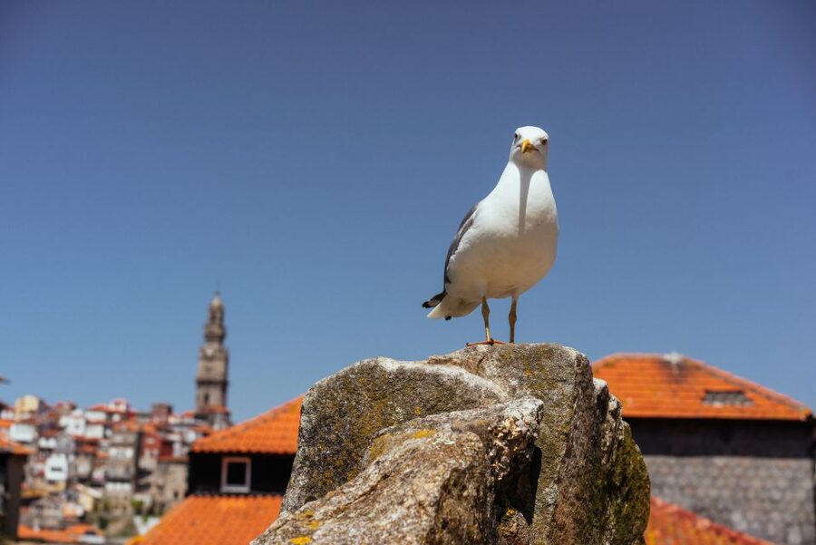 Porto: Harry Potter’s Inspiration Tour - Key Highlights You Should Care About
