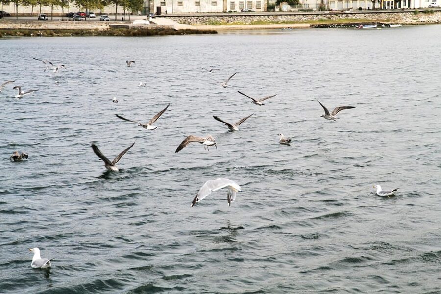 Porto: Port Wine Sunset Boat Tour - Practical tips to make your ride smoother