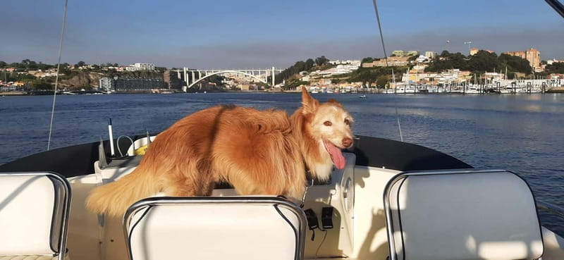 Porto: Private Yacht Tour on Douro River - up to 12 people - Practical Prep That Makes the Ride More Comfortable