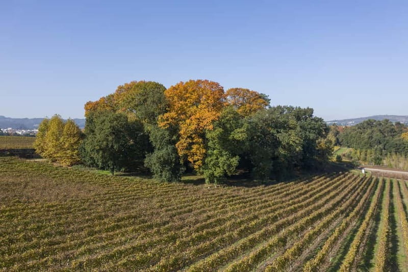 Porto: Qta da Aveleda Enchanted Gardens & Green Wine - Key Things I’d Prioritize on This Tour