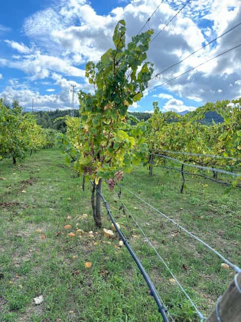 Porto: Vinho Verde Region Tour with 2 Wineries & Lunch - Should you book this Vinho Verde day trip?