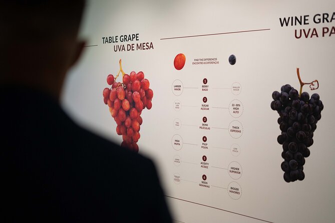 Porto: Wine Experience Museum with 3 Wine Tastings - Practical logistics that make the visit easier