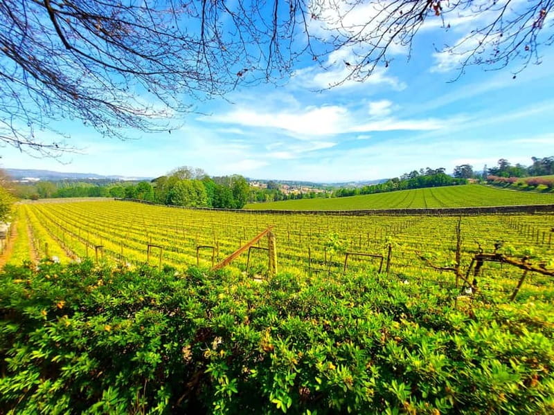 Porto: Wine Tastings (Green Wine) & Lunch & Porto Old Tour - What $212 buys you in a 7-hour day