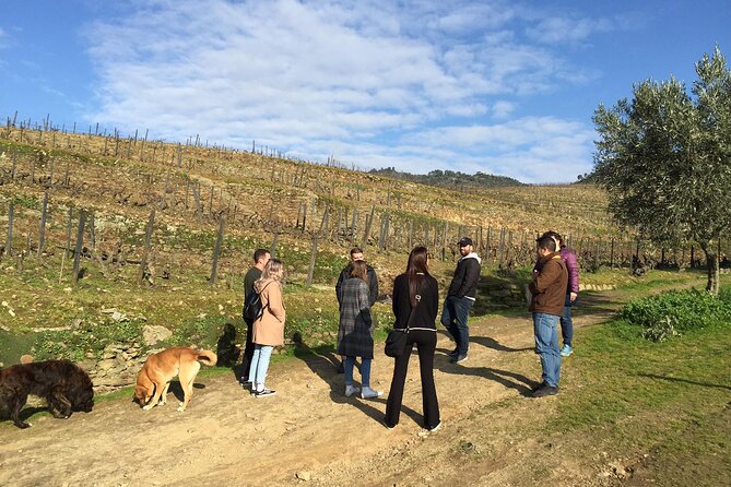Premium Douro Valley Small-Group Tour, Wine Tasting, Lunch & Boat - Douro Valley in One Day, Without the Feel of a Marathon