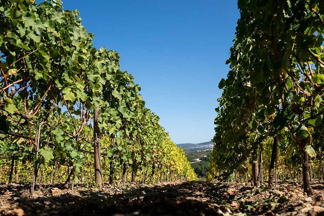 Premium Private Douro Tour: 2 Wineries with Tastings & Cruise - Key highlights you should know before you go