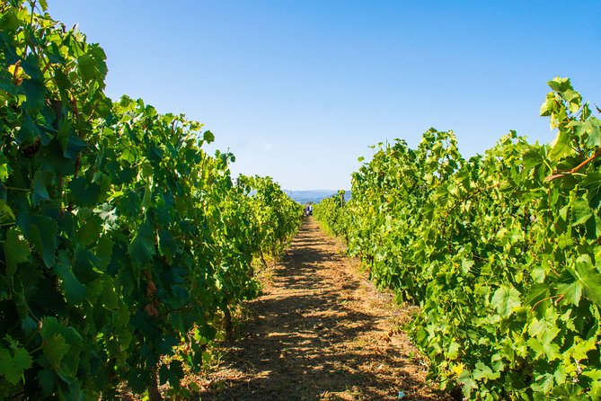 Premium Private Douro Tour: 3 Wineries with Tastings & Lunch - Stop 1: Quinta de Avessada in Favaios, where Moscatel sets the tone