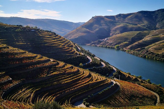 Premium Private Douro Tour: 3 Wineries with Tastings & Lunch - Stop 4: Quinta Seara d’Ordens and the olive oil connection