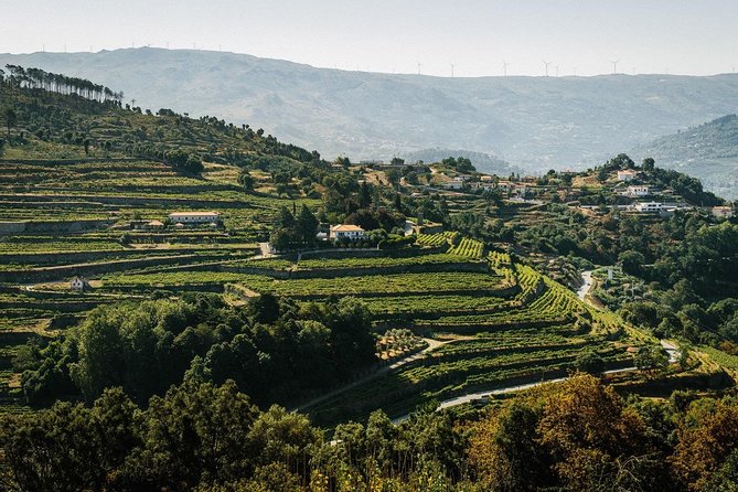 Premium Private Douro & Vinho Verde Tour: Wine Tastings & Lunch - Key highlights in plain terms