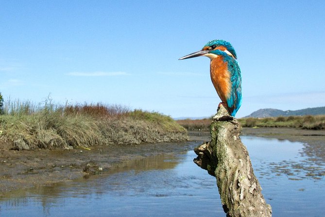 Private Birdwatching from Porto - Key things I’d plan around