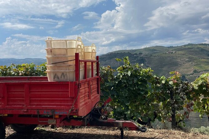 Private Douro 4x4 Adventure from Porto with Deluxe Pic nic - Food and drink plan: lunch plus tastings without overdoing it