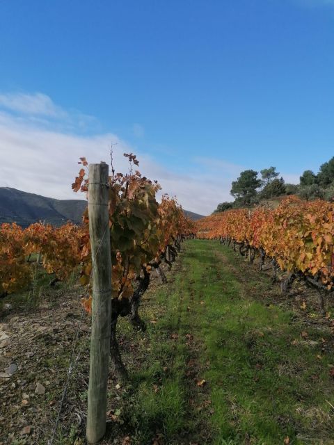 Private Douro Valley 4WD Tour with Wine Tasting and Picnic - The Porto return: a long day, but timed well