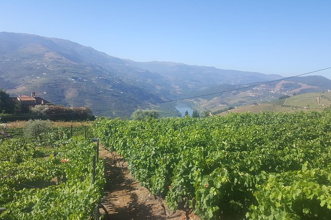 Private Douro Valley - Senses Experiences - Your Big Block in the Douro Valley: Food, Tastings, and Estate Time