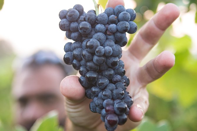 Private Douro Valley - Senses Experiences - Price and Logistics: Is It Worth $380.85 Per Group?
