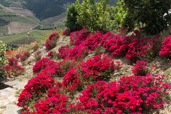 Private Douro Valley Tour Includes Wine Tasting and Boat Tour - The Magalhães connection on the route, and why it adds more than scenery