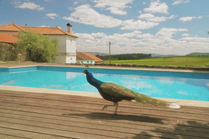 Private Douro Valley Tour with Lunch & Wines - A Douro Day That Feels Like It Has Breathing Room
