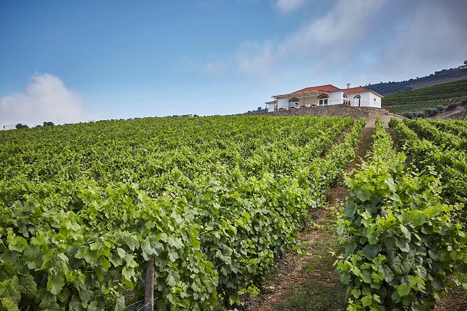 Private Douro Valley visit to three vineyards with Lunch from Porto - The scenic drive along National Road 222