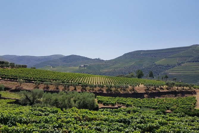 Private Douro Valley visit to three vineyards with Lunch from Porto - Stop 2 in Folgosa: a more prestigious estate and Port focus