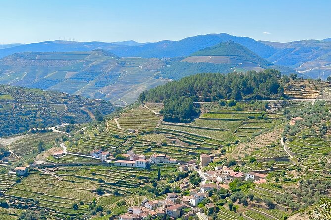 Private Douro Valley Winery Tour and River Cruise w/ Mercedes SUV - Quinta do Bomfim Wine Tour and Tasting: Real Time With the Vines