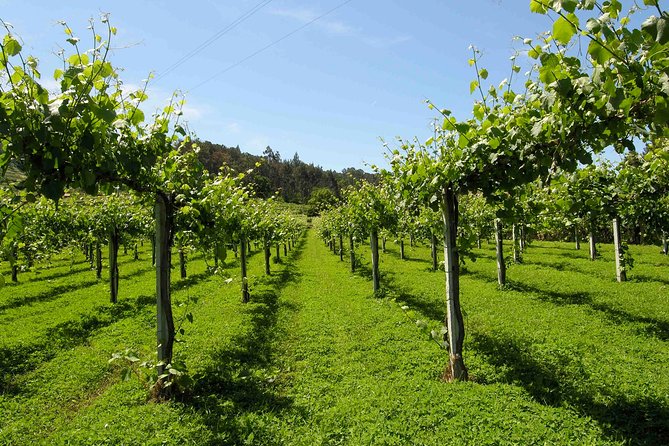 Private Tour Alvarinho (Melgaço and Monção) includes 3 wine tastings - Key highlights you should know before you go