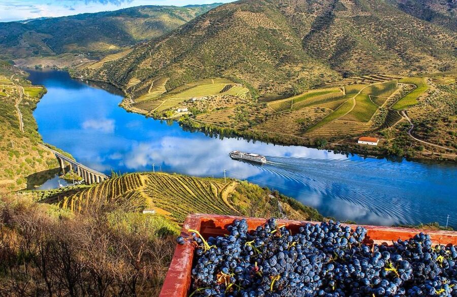Private Tour: Douro Valley Wine and Food From Porto - Your Douro Lunch Break, Plus Free Time That Lets You Breathe