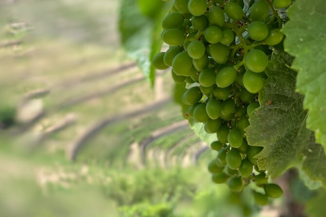 Private Tour From Porto To Douro Valley With River Boat Ride - Casal de Loivos, Village Time, and Olive Oil Plus Wine