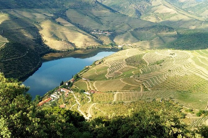 Private Tour in Douro Valley Wine Region & Traditional Lunch - Price and value: does $263.62 make sense for what you get?
